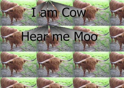 Hear Me Moo