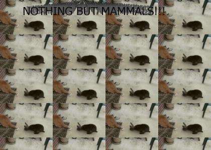 Nothing but Mammals