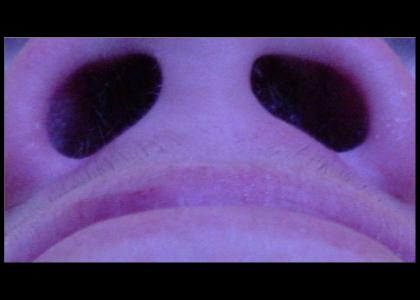Nostrils Stare Into Your Soul