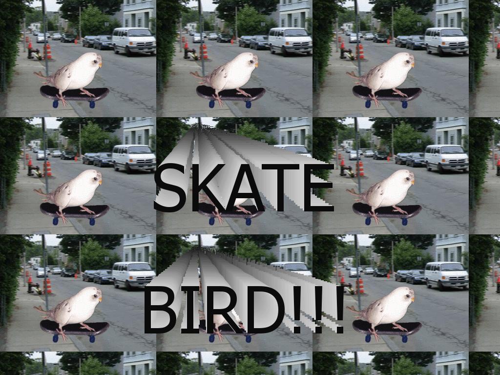 skatebird
