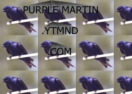 purplemartin.ytmnd.com