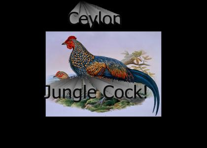 Jungle Cock