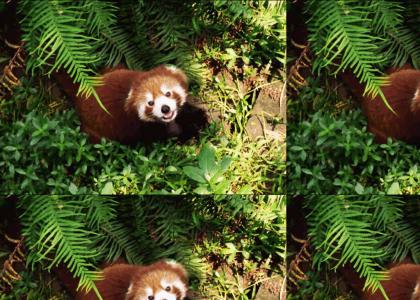 Dance Red Panda, Dance!