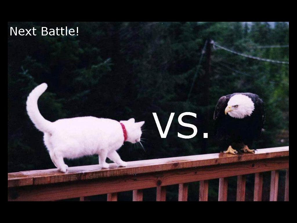 catvsbird