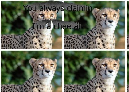 Will I am is a cheetah