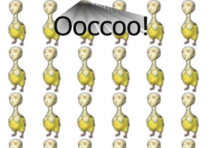 Ooccoo