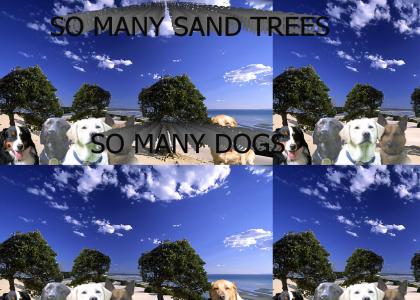 So Many Sand Trees