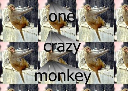 That's One Crazy Monkey