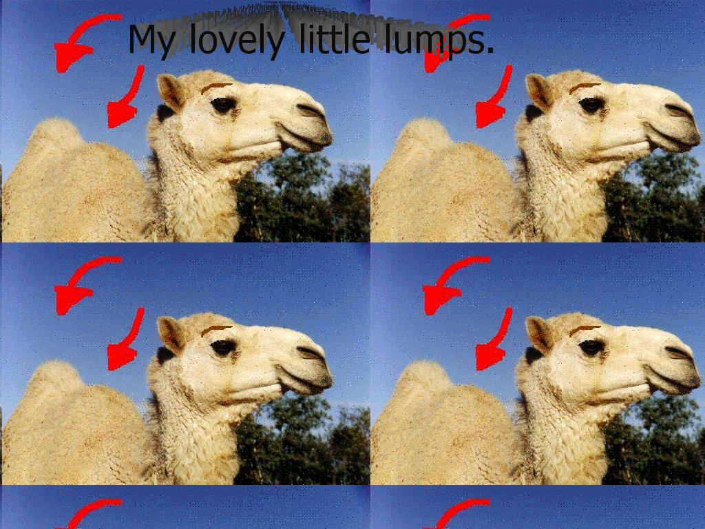 mycamelhumps