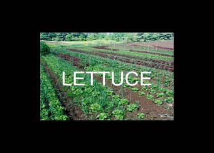 lettuce and tomato field