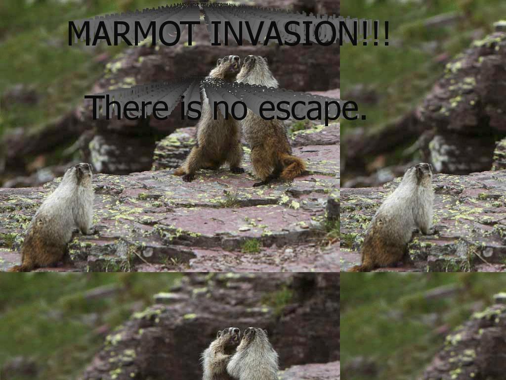 marmotinvasion