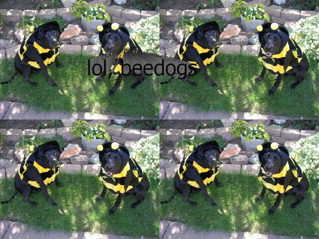 beedogs