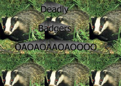 Deadly Badgers