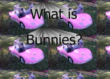 What is Bunnies