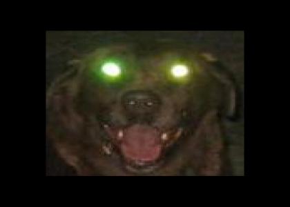 Satan Dog Stares Into Your Soul