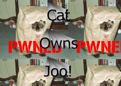 Cat Pwns You!
