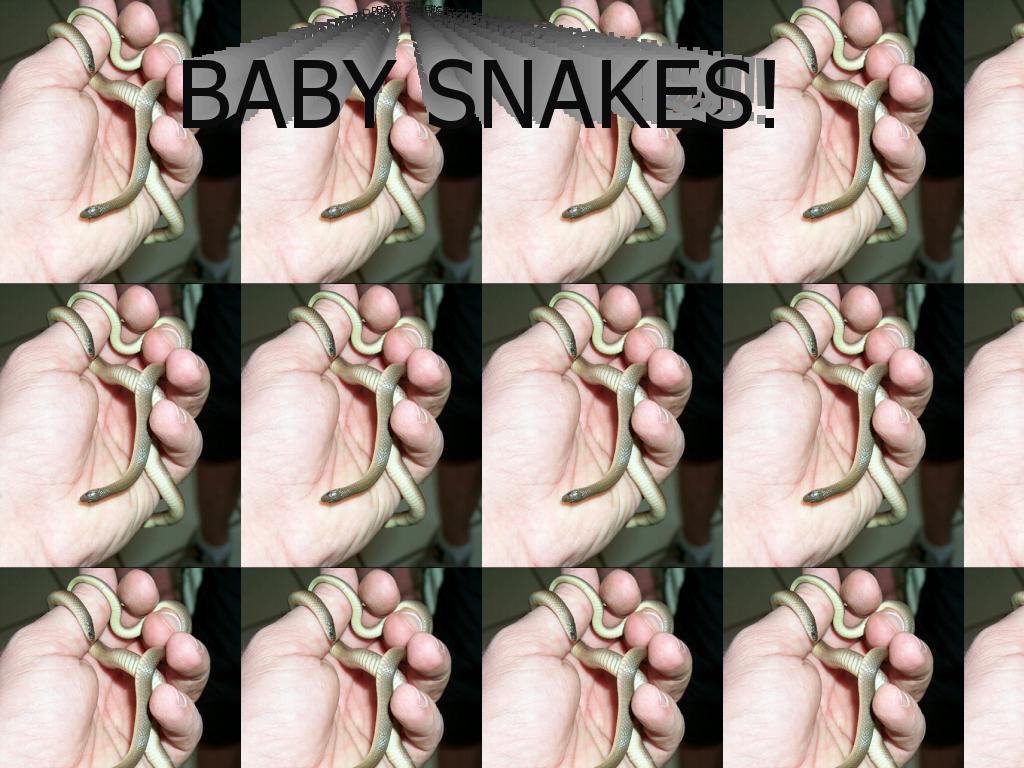 babysnakes