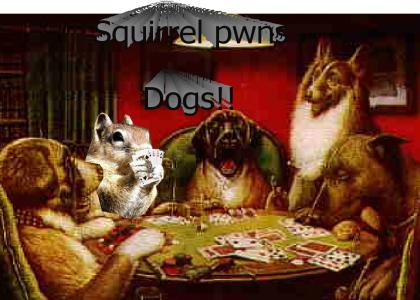Squirrel pwns dogs
