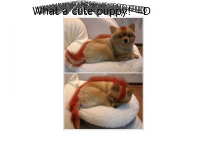 Firefox Puppy!