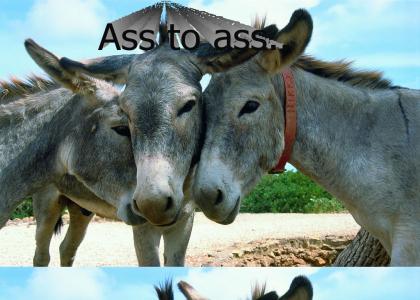 Ass to Ass!