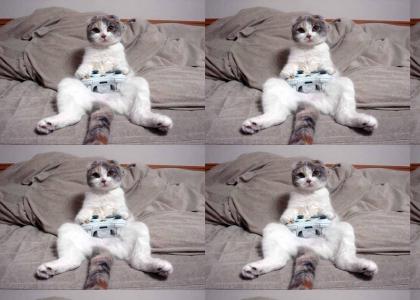 Xbox 360 Cat