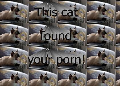 This cat found your porn