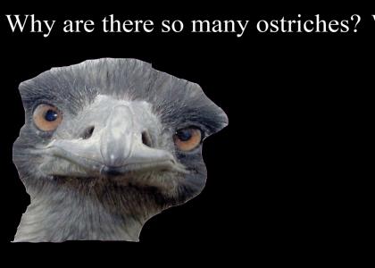 Why Are There So Many Ostriches? Why Are There So Many Ostriches?