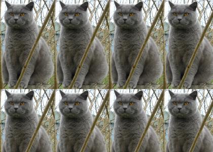 Happycat is not amused...