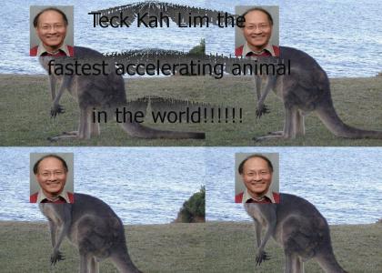 Teck Kah Lim the Amazing Kangaroo