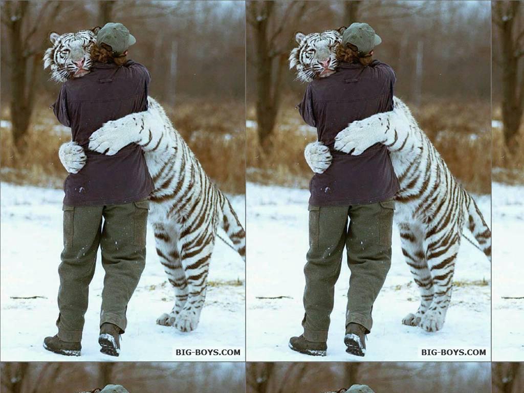 tigerlove