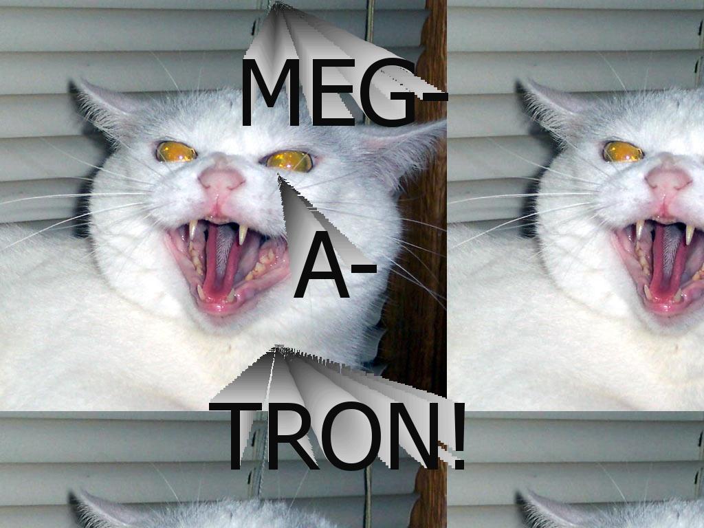 megs-cat
