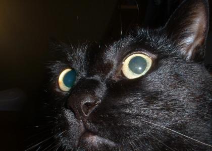 Black cat stares into your soul