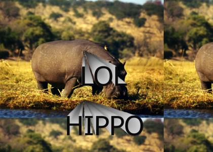 hippo lol