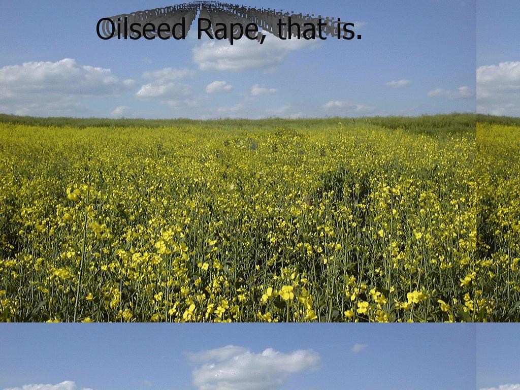 oilseed