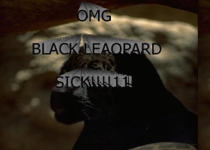 Black Leopard!