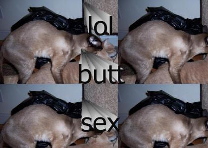 Cat Anal