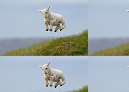 Sheep Believes He Can Fly