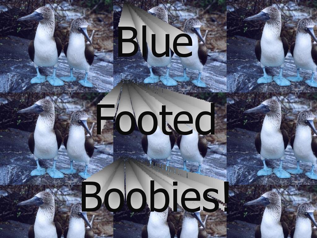 bluefootedboobies