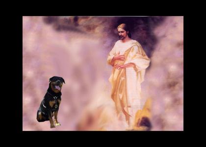 Dog pwns Jesus at the Pearly Gates