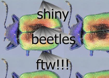 shiny beetles ftw!!!!!
