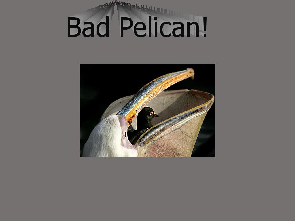 pelican06