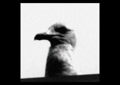]]]seagull lol [[[