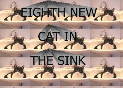 EIGHTH NEW CAT IN THE SINK