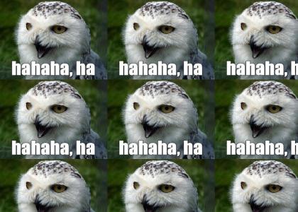 Laughing owl. O rly? Ya rly!