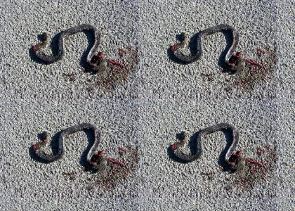 snake fails to cross the road