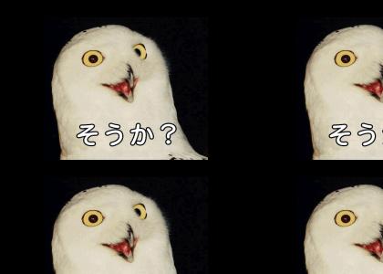 Japanese O RLY Owls