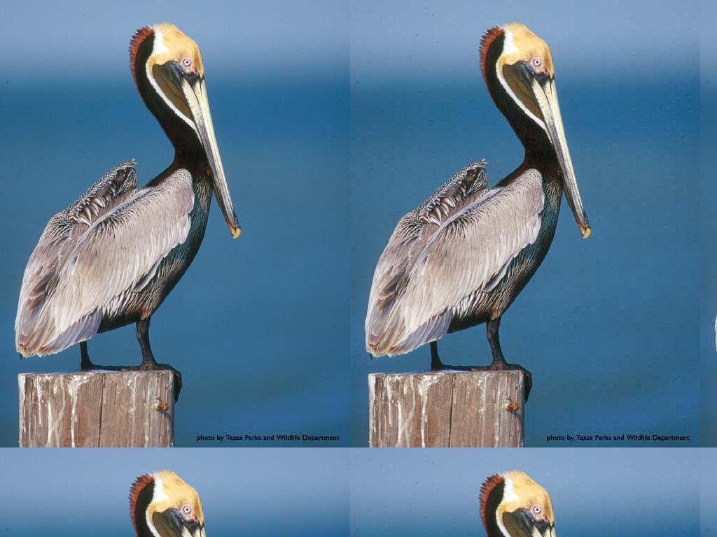 glorifiedpelican