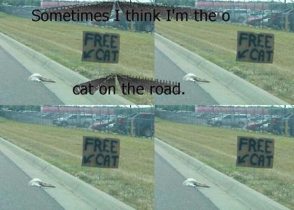 Only Cat On the Road