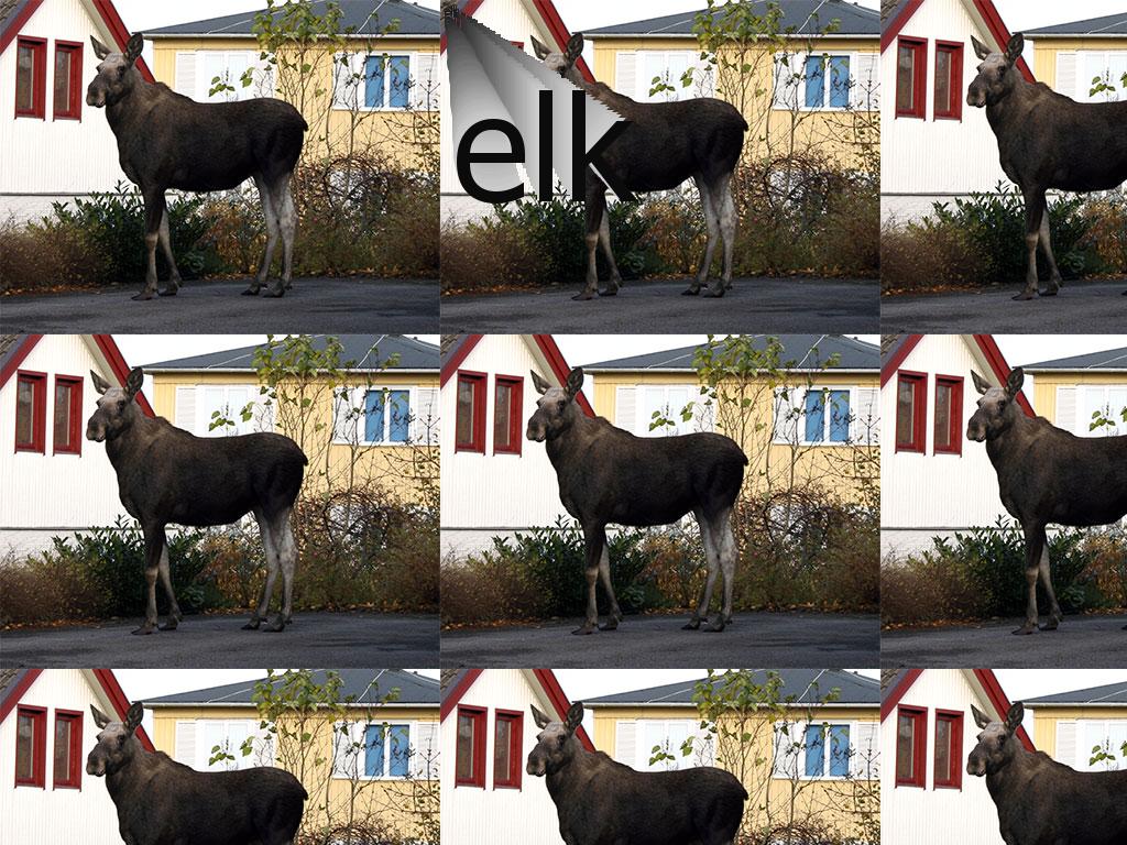 elk