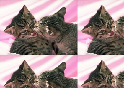 Kittens making out